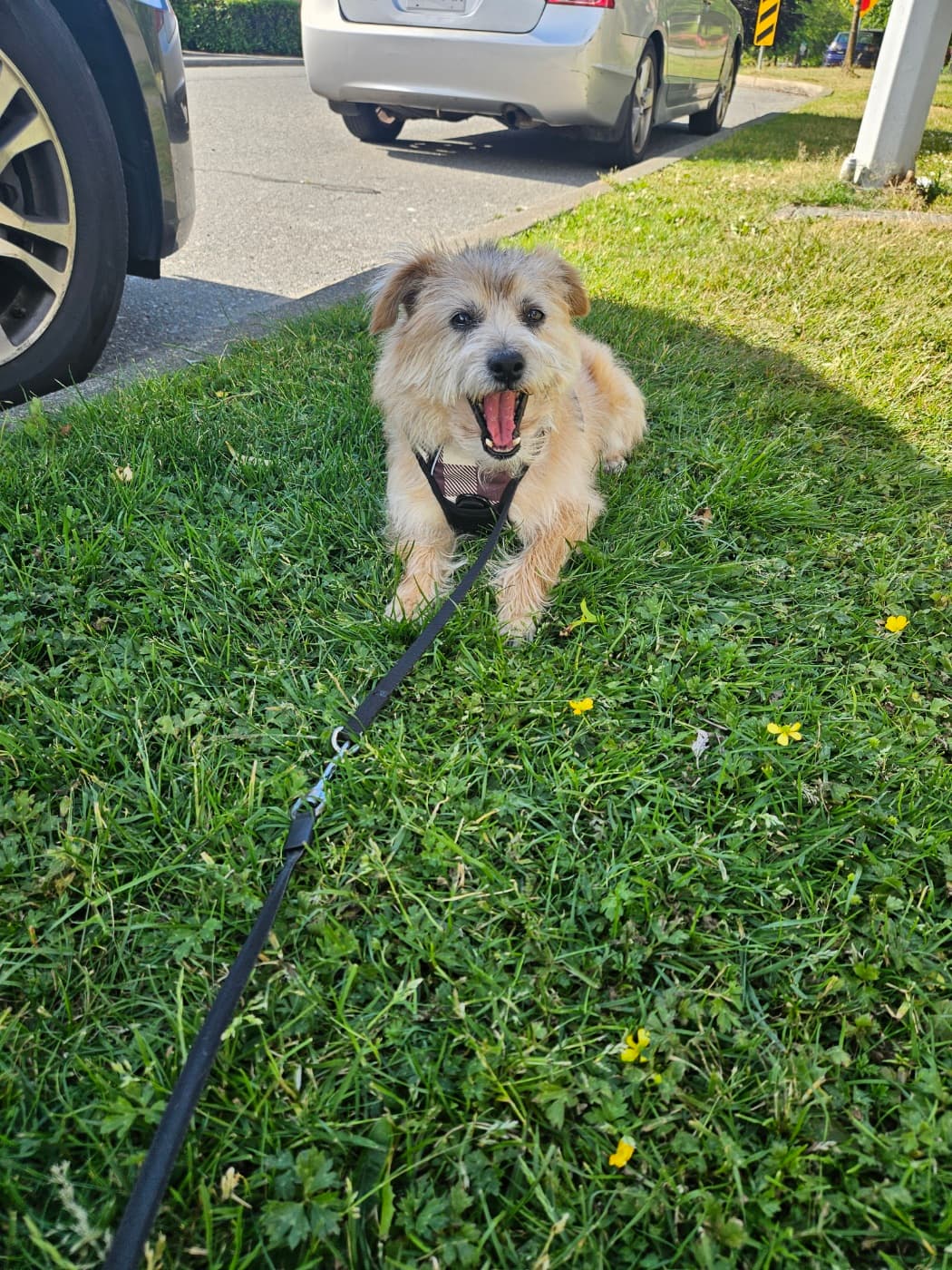 A dog enjoying the grass on a sunny day