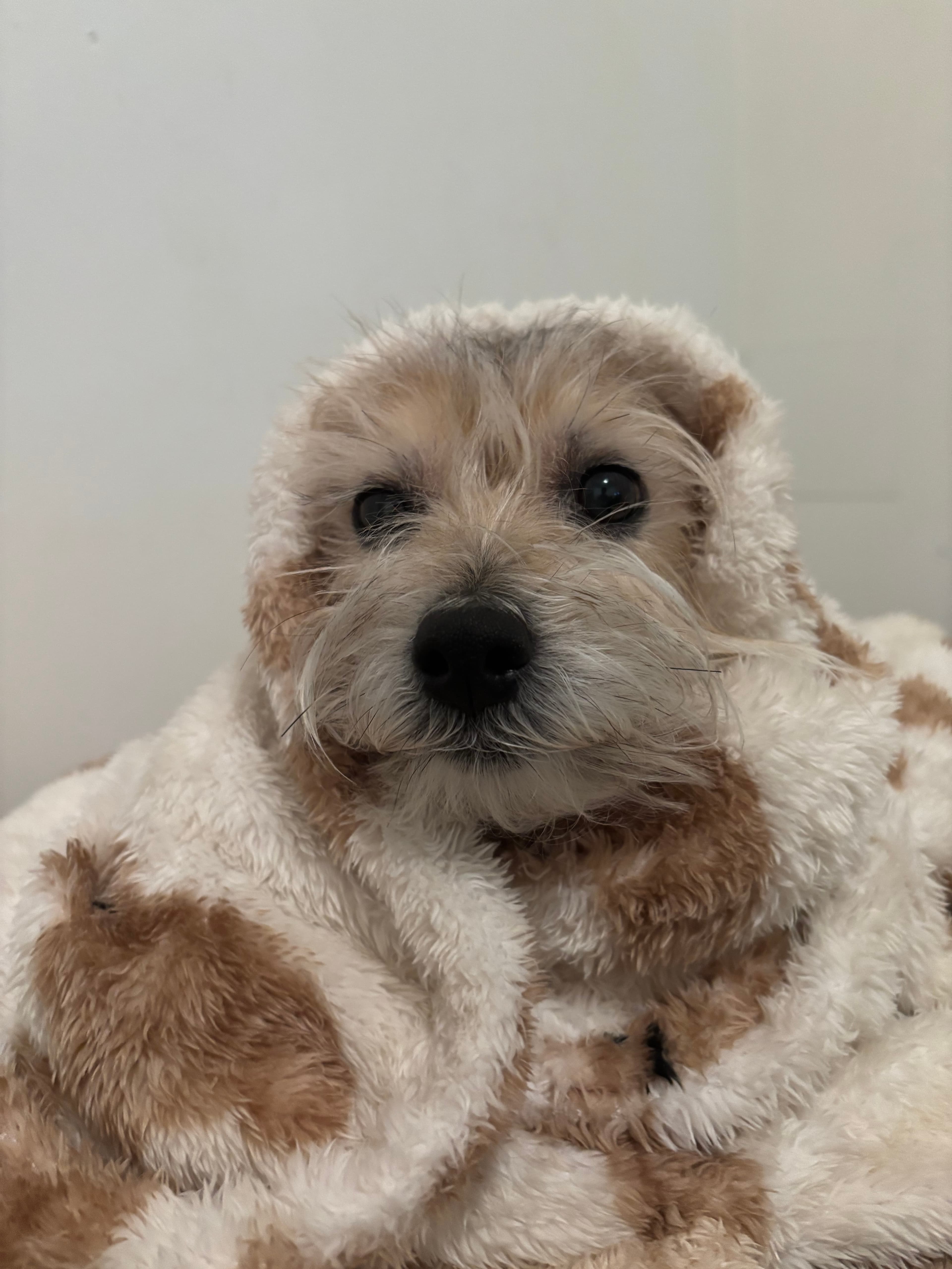 A fluffy dog resting on a blanket